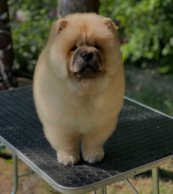 chow chow puppies cost