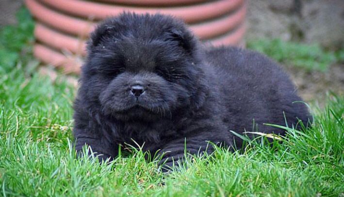 chows for sale