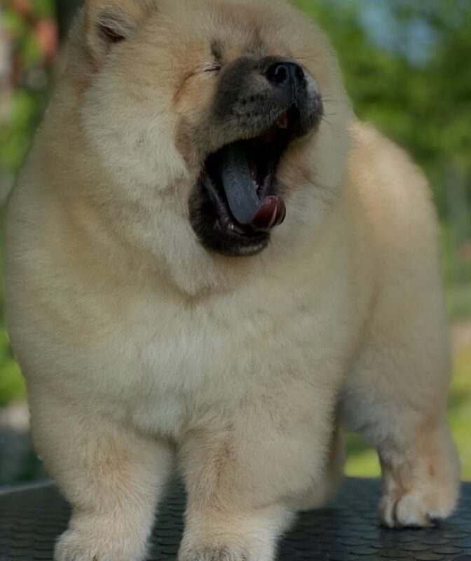 Best Chow Chow Breeders in Texas