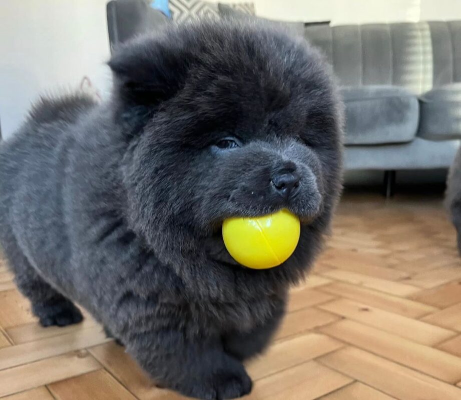 Red vs Blue Chow Chow Puppy