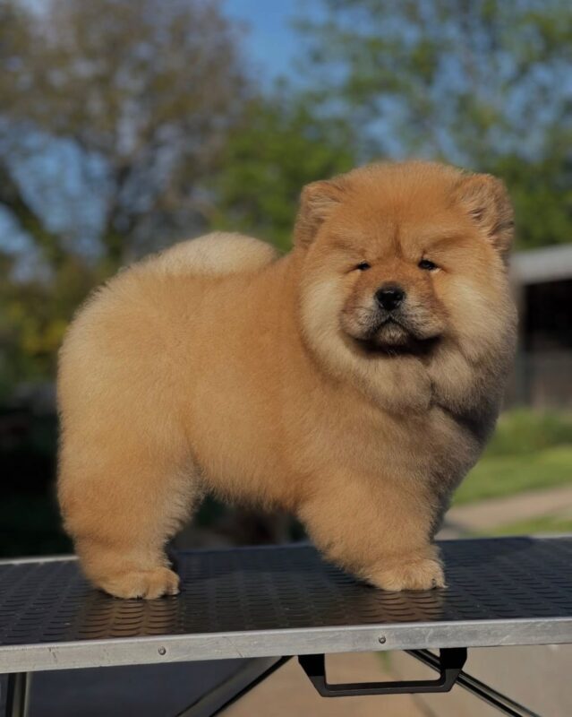 chows for sale