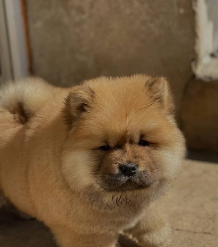 Chow Chow Puppy Breeder